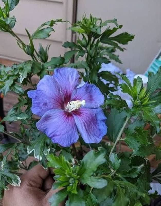 blue giant flower seeds