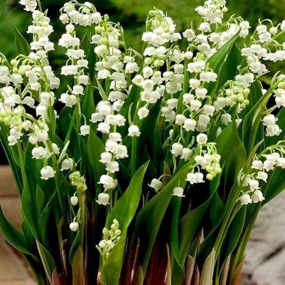 lily of flower seeds