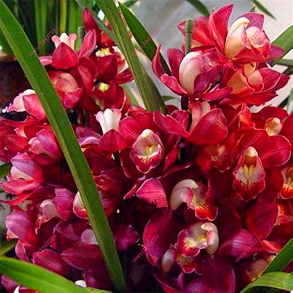 Red Cymbidium Orchid Flower Seeds for Planting - 100 pcs