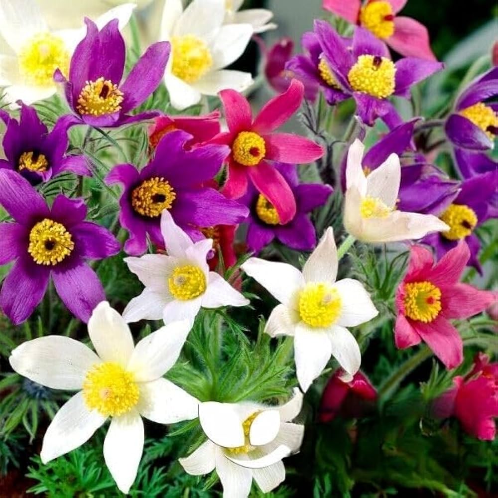 Mix Pulsatilla Pasque Flower Seeds for Planting - 100 pcs