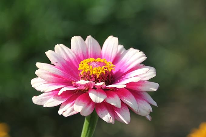 carrousel mix flower seeds
