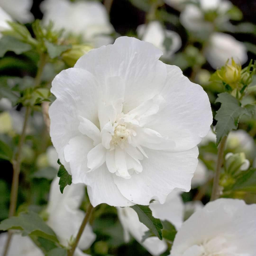 sharon flower flower seeds