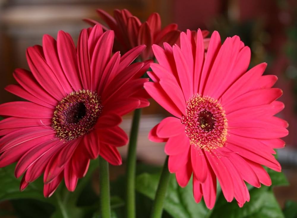 gerbera daisy flower seeds