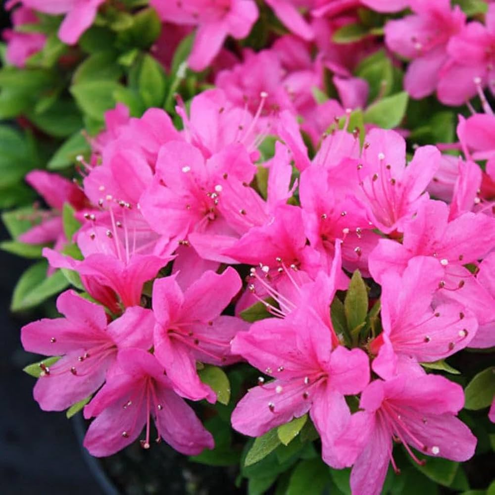 azalea rhododendron flower seeds