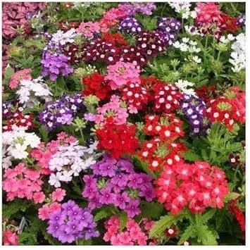 yellow verbena flower seeds