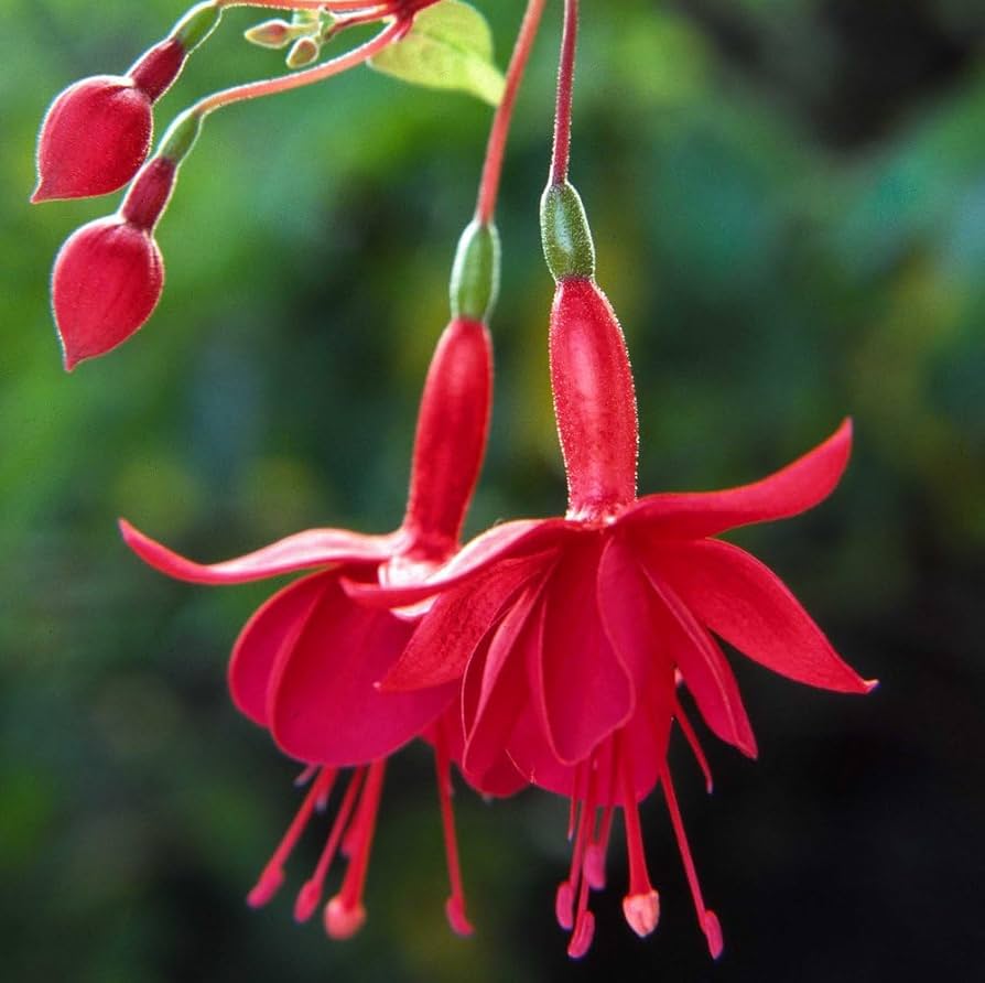 pink fuchsia flower seeds