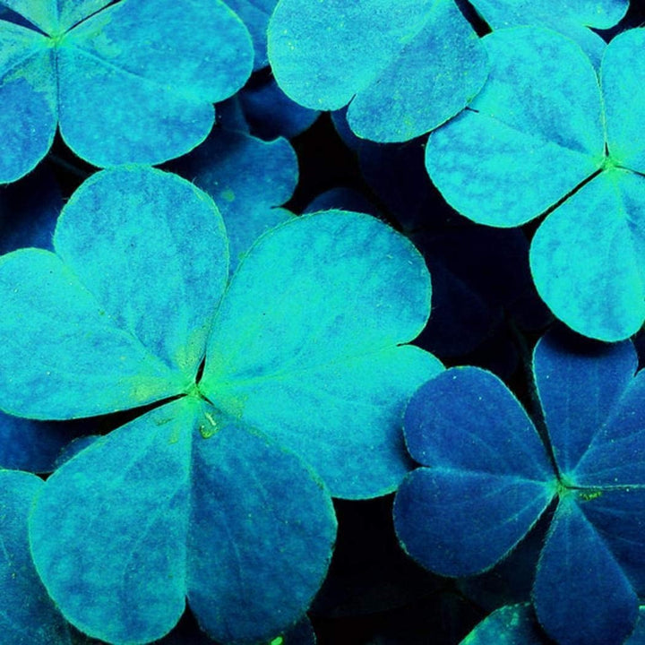 Sky Blue Leaf Clover Plant Seeds - Lucky Clover Garden Seeds -Heirloom & Non-GMO Seeds for planting