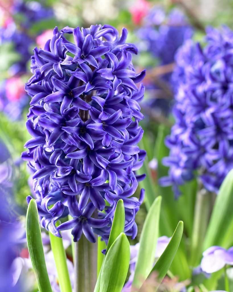 Hyacinth Purple Flower Seeds for Planting - 100 pcs