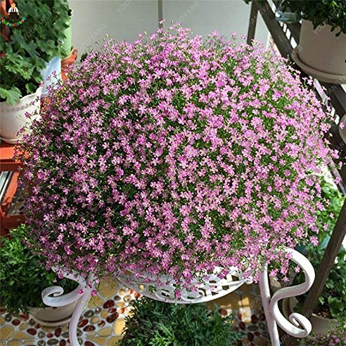 Gypsophila Flower Seeds for Planting - Light Purple 100 pcs