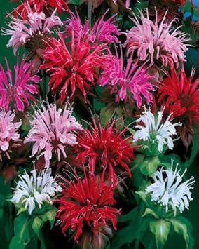 organic mixed flower seeds