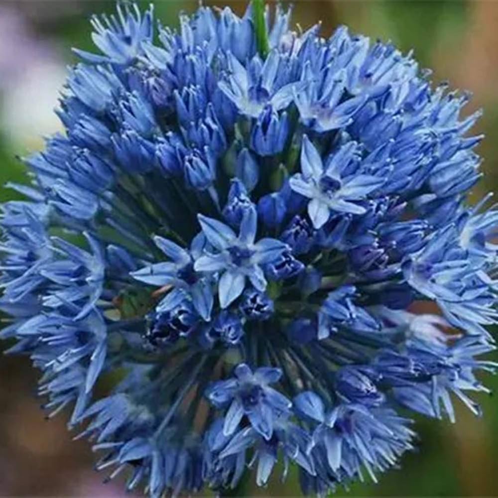 Giant Onion Planting Allium Giganteum Garden Flowers Flower Seeds Home Garden Planting,