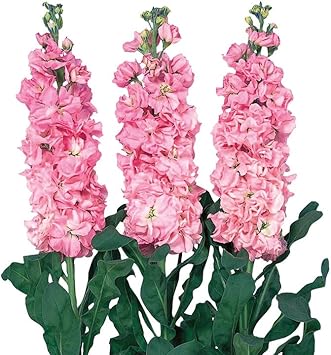 Flower Seeds, Seeds for Planting, Plant Seeds