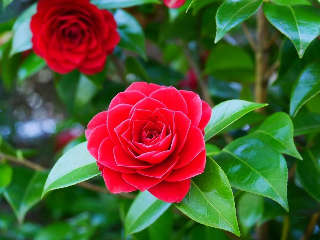 camellia flower flower seeds