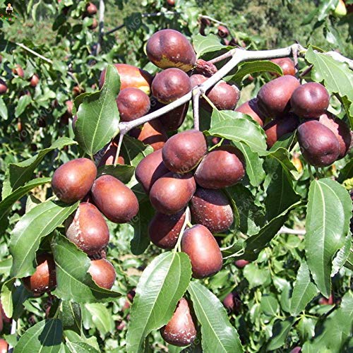 Giant Sweet Jujube Fruit Seeds for Planting Maroon Red - A Unique Fruit for Your Garden, Heirloom Seeds