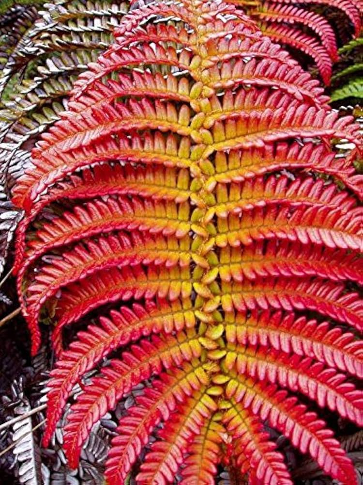 red fern plant seeds Red Yellow Fern Plant Seeds – Heirloom Non-GMO Organic Garden Seeds for Planting Colorful Foliage with High Germination