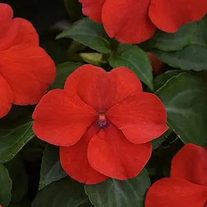 red bright flower seeds
