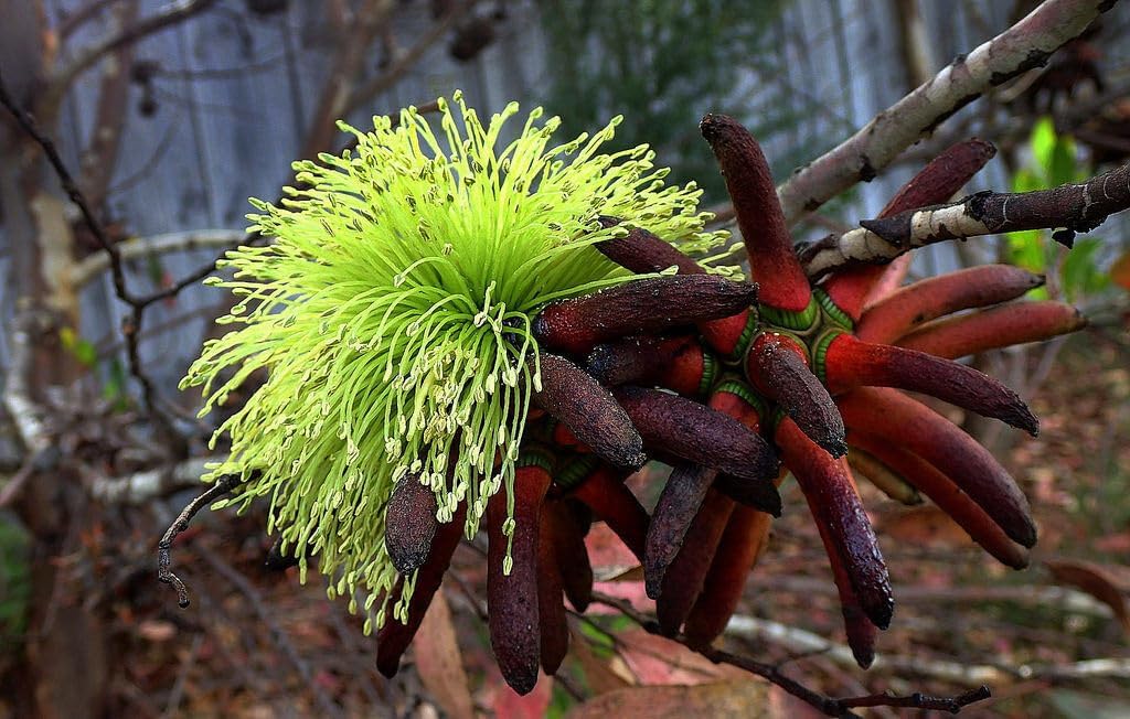 Flower Seeds, Seeds for Planting, Plant Seeds