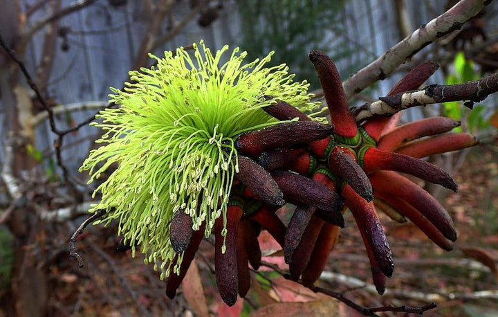 Flower Seeds, Seeds for Planting, Plant Seeds