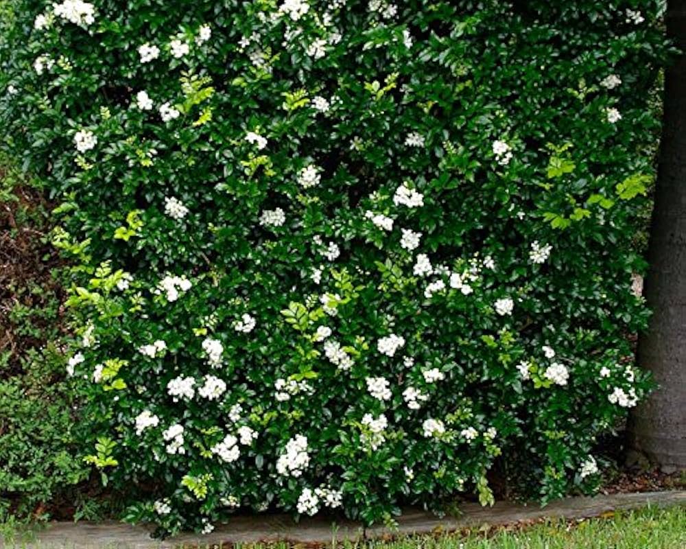 murraya paniculata flower seeds