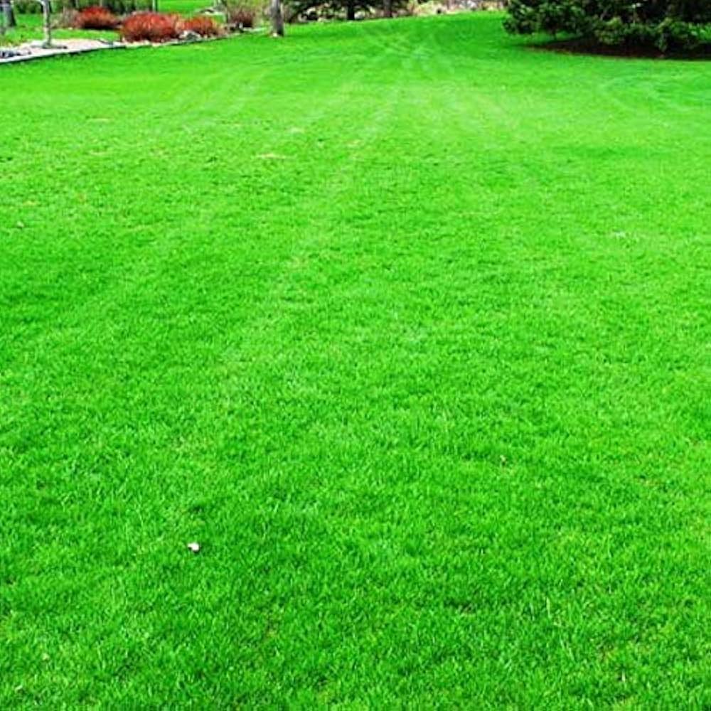 green lawn flower seeds