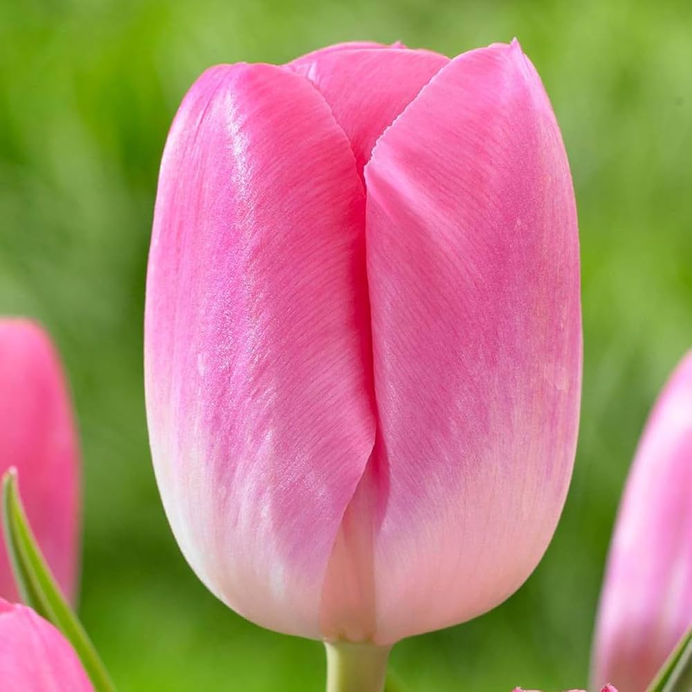 Tulip Flower Seeds Pink White for Planting, 100 pcs