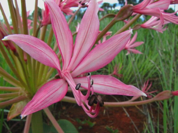 Flower Seeds, Seeds for Planting, Plant Seeds