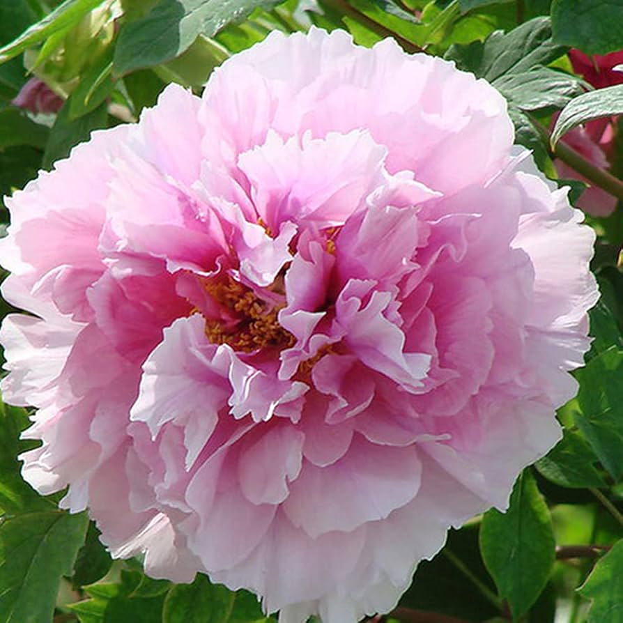white pink flower seeds