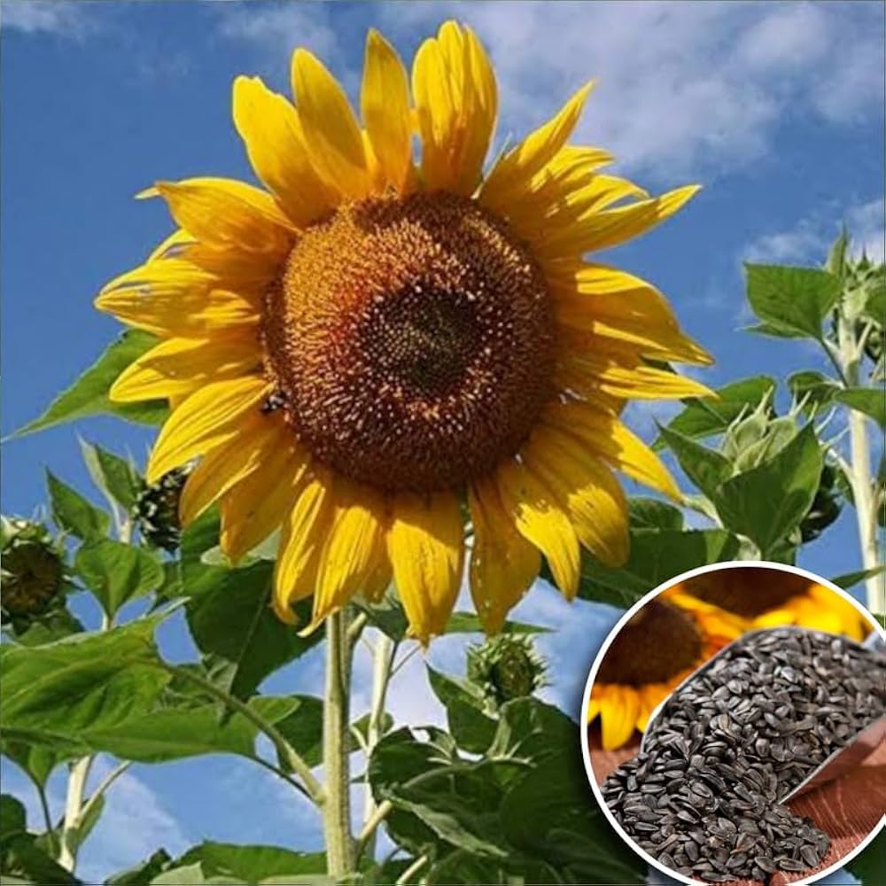 terracotta sunflower flower seeds