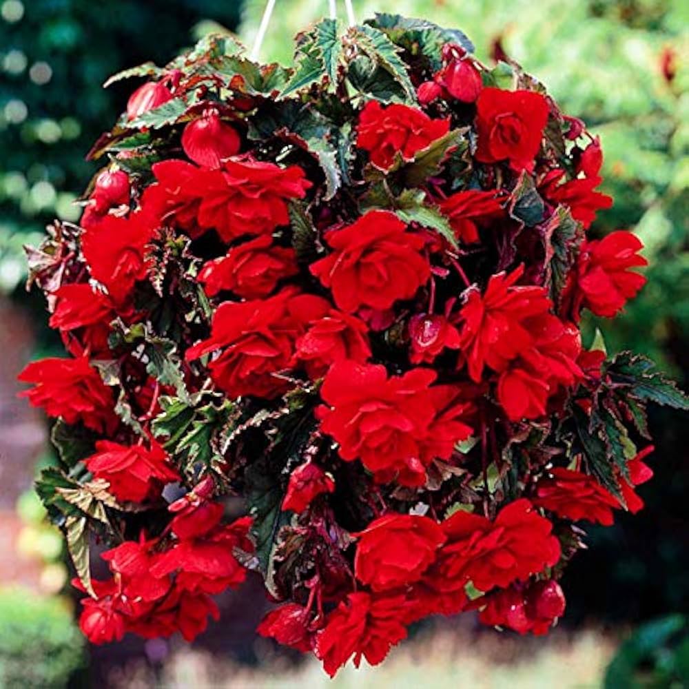 begonia begonia flower seeds
