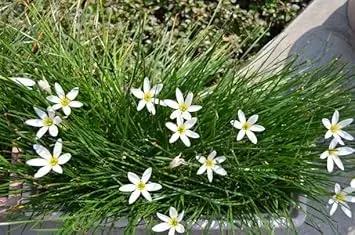 zephyranthes candida flower seeds