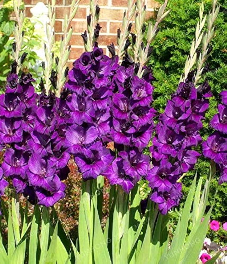 Gladiolus Flower Seeds for Planting Dark Violet White 100 pcs