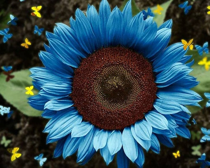 Heirloom Sky Blue Sunflower Seeds for Planting – Non-GMO, Rare Flower Seeds for Home Garden