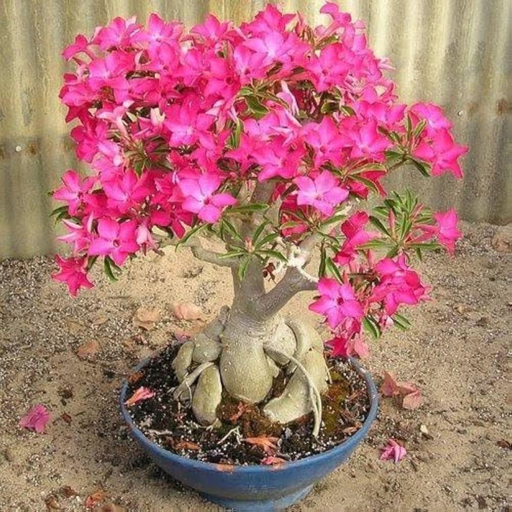 desert rose flower seeds