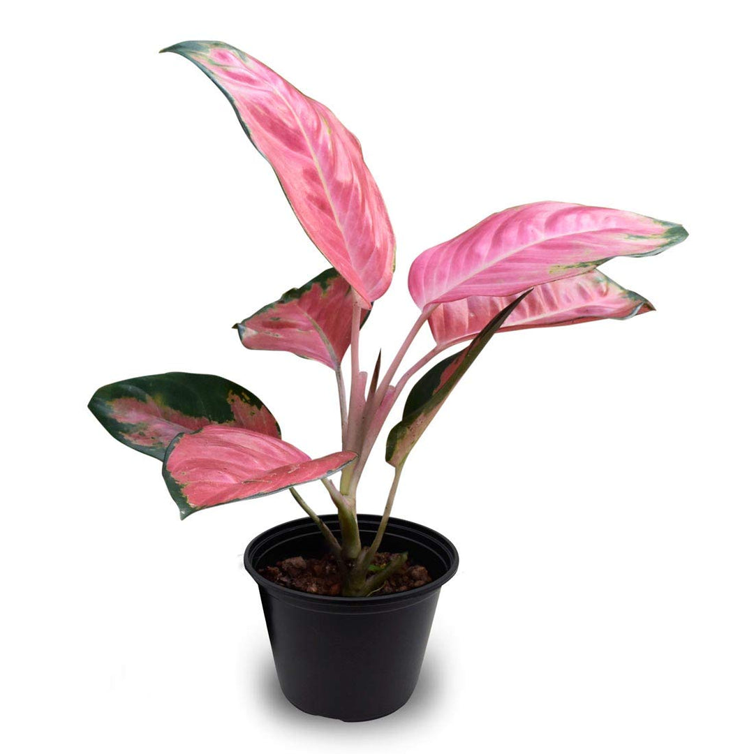 pink aglaonema flower seeds