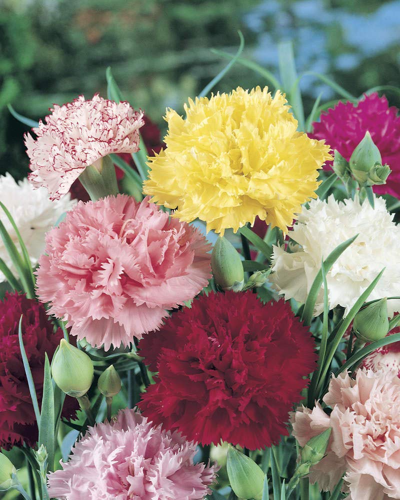 orange carnation flower seeds