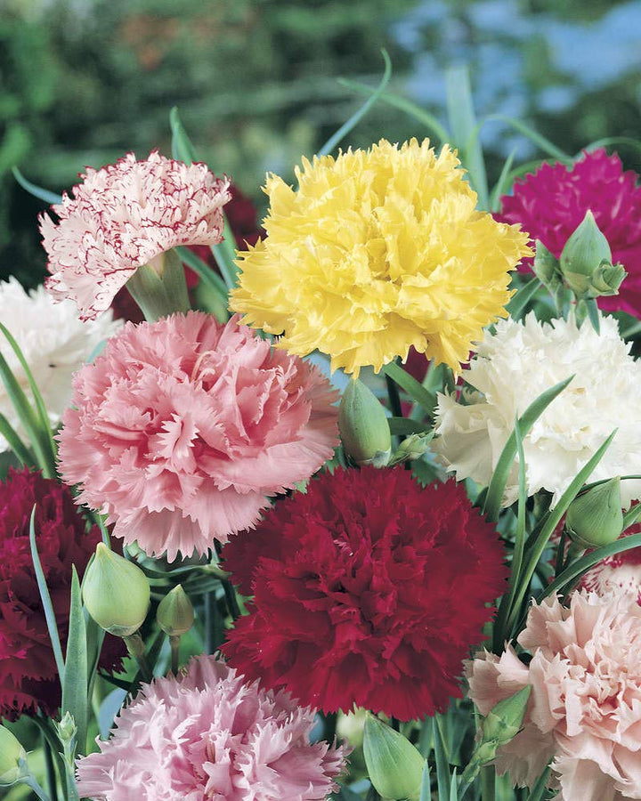 Orange Carnation Chabaud Dianthus For Vibrant Flower Beds Flower Seeds for Home Garden Planting,