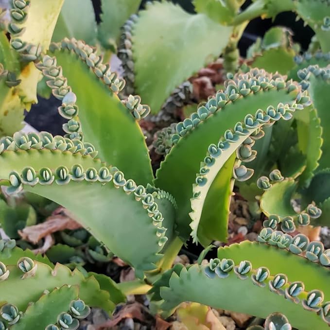 Heirloom Kalanchoe Plant Seeds, Non-GMO Succulent Blooms for Decorative Garden Planting