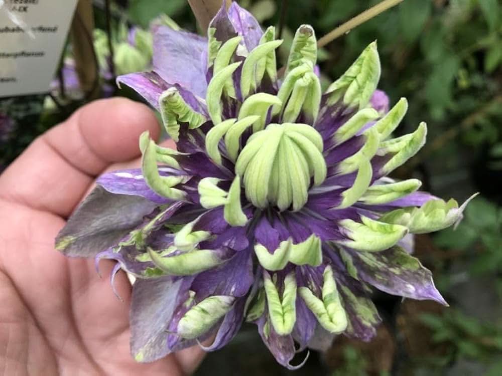 clematis clematis flower seeds