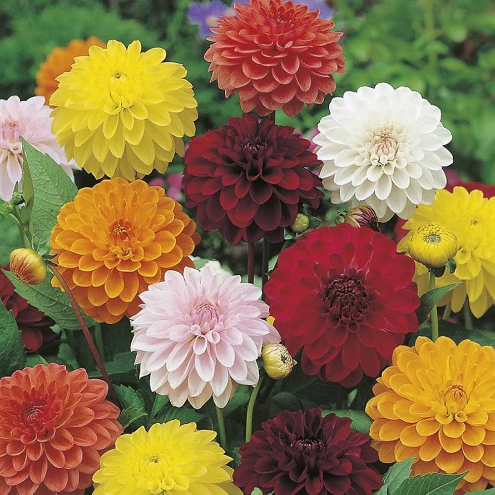 Mixed Dahlia Flower Seeds for Planting - 100 pcs