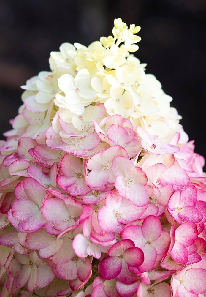 hydrangea hydrangea flower seeds