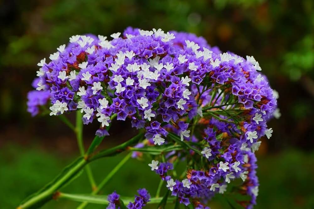purple statice flower seeds