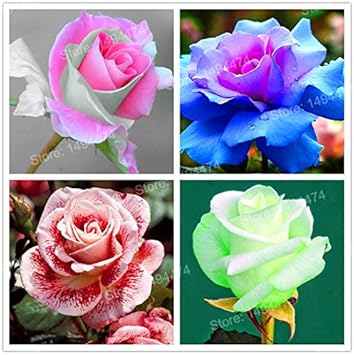 Flower Seeds, Seeds for Planting, Plant Seeds