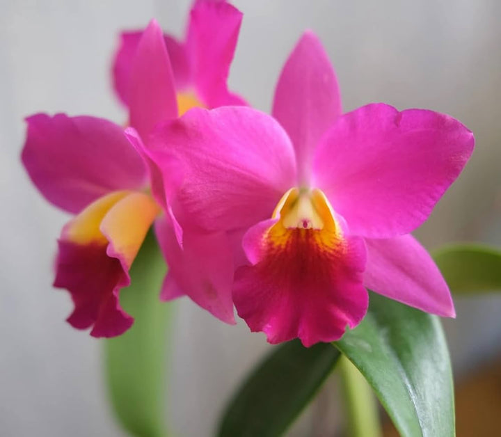 Heirloom Non-GMO Cattleya Orchid Flower Seeds – High Germination Organic Garden Seeds for Exotic Indoor Blooms