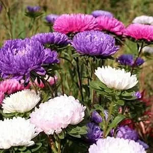 mixed chrysanthemum flower seeds
