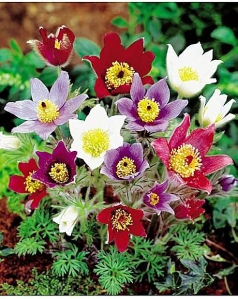 Mixed Anemone Pulsatilla Flower Seeds for Planting – Heirloom, Non-GMO, High Germination Colorful Perennial Blooms