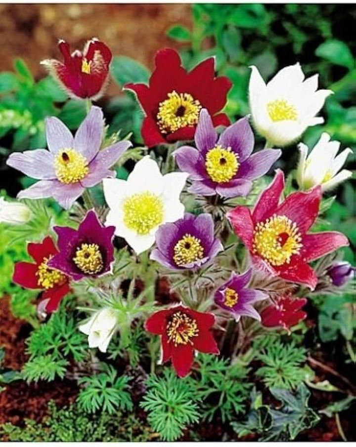 Mixed Anemone Pulsatilla Flower Seeds for Planting – Heirloom, Non-GMO, High Germination Colorful Perennial Blooms