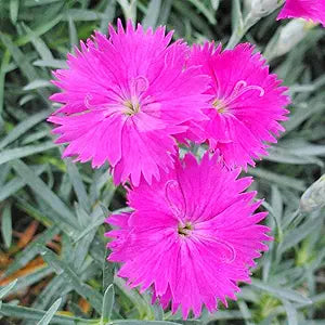 Pink Dianthus Cheddar Bright And Fragrant Flowers Flower Seeds Home Garden Planting, Exotic
