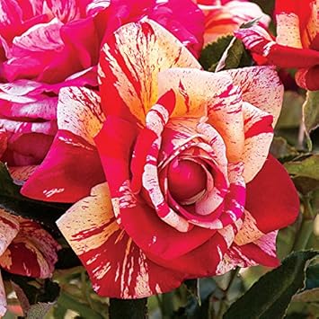 cream red flower seeds