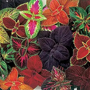 coleus plectranthus flower seeds