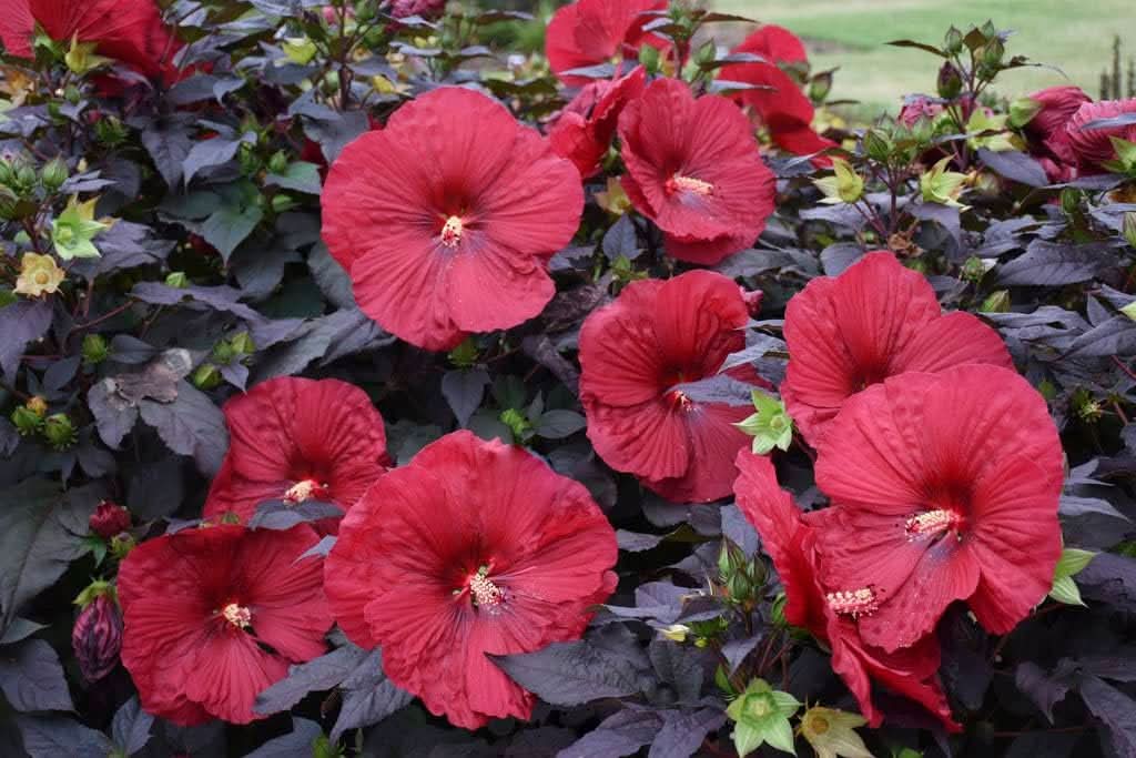perennial flower flower seeds